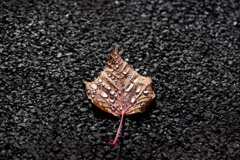 Water leaf.jpg